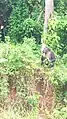 Un singe à la reserve faune de Douala.