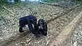 Chimpanzés