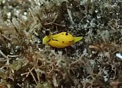 Siphopteron sp.