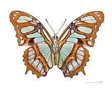 Siproeta stelenes