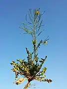 Port, feuilles basales.