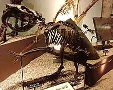 Castor géant du Nebraska, 2,5&nbsp;mètres de haut