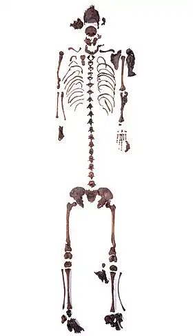 Image illustrative de l’article Fille du marais d'Uchte