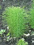 L'Equisetum telmateia.
