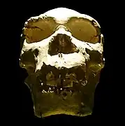 Crâne 5, dit Miguelón, de face.