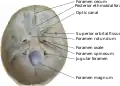Foramina de la base du crâne (vue endocrânienne)