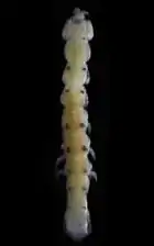 Skuphonura oaxaquensis