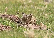 Photographie au téléobjectif d'un oiseau aux plumes hirsutes sur une taupinière.