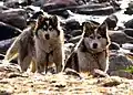 Chiens de traîneau.