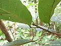 Rameau feuillé de Sloanea guianensis