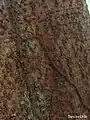 Écorce de Sloanea guianensis