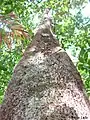 Tronc de Sloanea guianensis