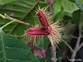 Fruit fraichement ouvert de Sloanea guianensis