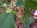 Fruit fraichement ouvert de Sloanea guianensis