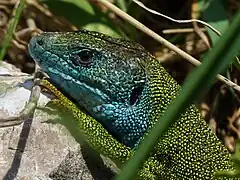 Photographie de la tête d’un lézard vert.