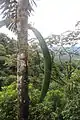 Jeune inflorescence en bouton de Socratea exorriza