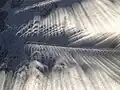 Croissants d'éclipse dans l'ombre des feuilles de palmier. Depuis Tarawa, Kiribati à 12:30 heure locale (00:30 UMT).