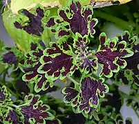 Hybride 'Inky Fingers'