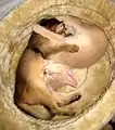 Chatons Somali lievre et faon de six semaines