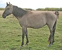Cheval gris et noir vu de profil.