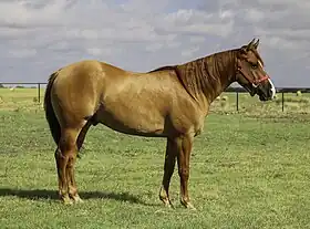 Hongre Quarter Horse alezan, au Texas. L'arrière-main très développée est caractéristique.