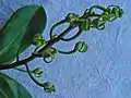 Jeune inflorescence de Souroubea guianensis