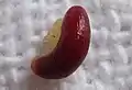 Graine de Souroubea guianensis
