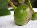 Fruit de Souroubea guianensis
