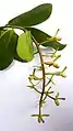 Inflorescence immature de Souroubea guianensis