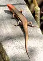 Plestiodon inexpectatus mâle adulte : la taille et la coloration sont très différentes