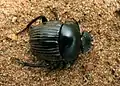 Scarabée endémique, Scarabaeus schulzeae.