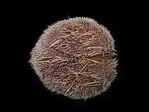 Spatangus purpureus (Spatangidae) vu du dessus