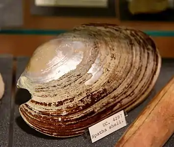 Coquille d'aspathaire provenant de la tombe 1539 de Nagada, Musée Petrie, Londres.