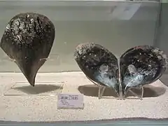 Atrina vexillum