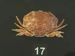 Atergatis floridus.