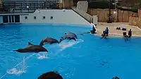 Dauphins en 2014.