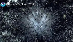 Sperosoma sp. à plusieurs milliers de mètres près de Hawaï