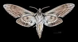 ♂ △Face ventrale (coll.MHNT)