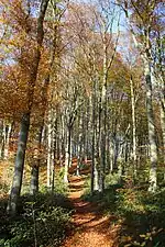 Le GR VA dans le Spijkerbos&nbsp;(nl)