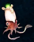 Spirules