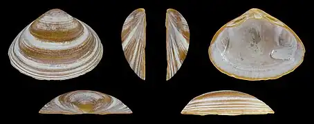 Forme marronValve droite