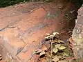 Retombée d'un nuage de spores (polypore), jusqu'à plus de 1 m des "émetteurs" (juillet, nord France)