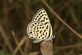 Tarucus callinara