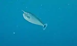 Adulte à Sabah, Malaisie.
