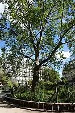 Arbre.
