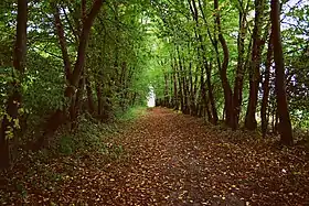 Srebrna (Łódź)