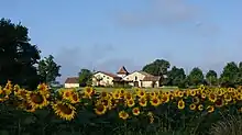 St-Girons en Béarn, culture du tournesol.