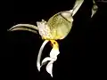 Stanhopea ruckeri
