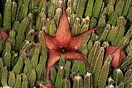Floraison