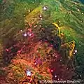 Plusieurs étoiles naissent dans la région entourant NGC 1999.